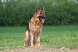 BERGER ALLEMAND 1415